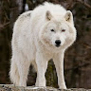 Meet your Posher, Tony